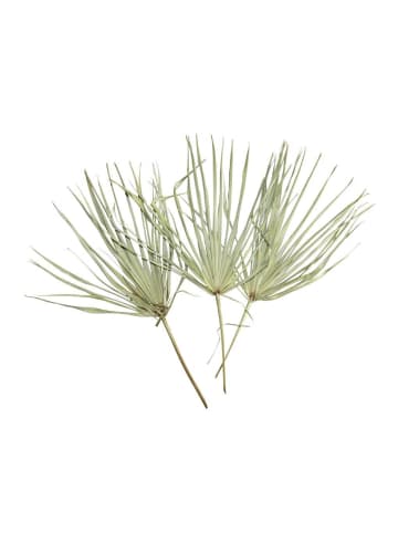 MeinVIPShop Tropisches Palmblatt im 3er Set ca. 50 cm
