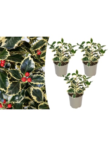GARDENZO 3er-Set: Ilex aquifolium 'Argentea Marginata'