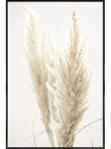 Juniqe Poster in Kunststoffrahmen "Pampas Reed 02" in Cremeweiß & Weiß