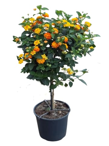 MeinVIPShop Wandelröschen Stamm 75cm XXL Lantana