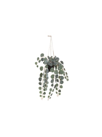 4Living Künstliche Hängepflanze in Grün, 40 cm