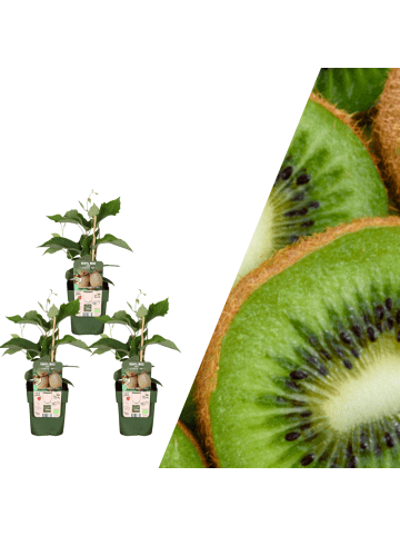 NatureNest 3 Kiwi-Pflanzen  