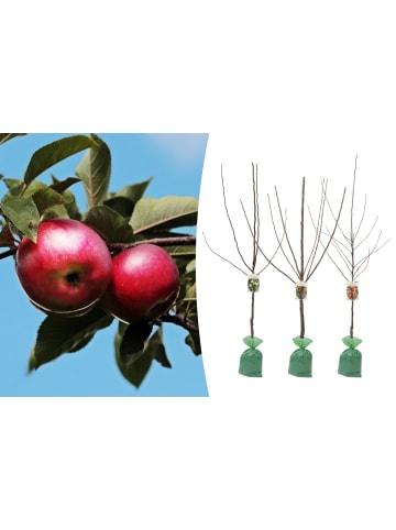 GARDENZO 3er-Set: XXL Obstbäume in Bunt