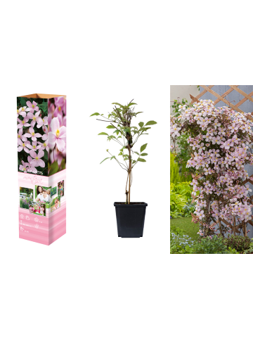 GARDENZO 3er-Set: Pflanzen Clematis Montana Rubens in Pink