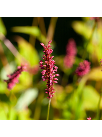 NatureNest 3er: Set Persicaria amplexicaulis Blackfield in Rot