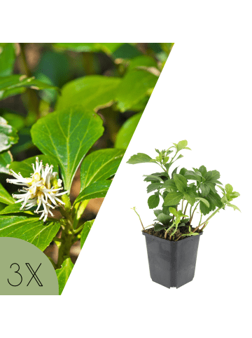 NatureNest Dickmännchen Set 3 Pachysandra terminalis immergrün