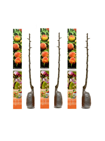 GARDENZO 3er-Set: Pfirsich Redheaven Obstbäume in Bunt