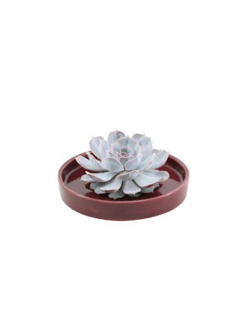 NatureNest 1 Sukkulente Echeveria Lilacina in Lila Topf 12 bis 14 cm Höhe 5 cm