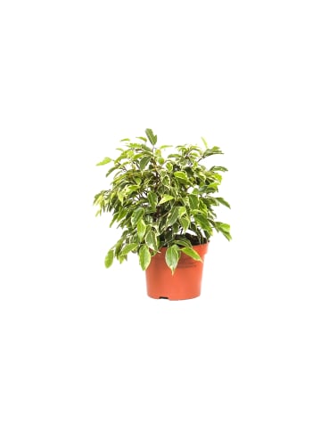 GARDENZO 3er-Set: Feigen Ficus Weeping