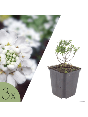 NatureNest 3er-Set: Kalimeris incisa Blue Star Staude mehrjährig in Blau