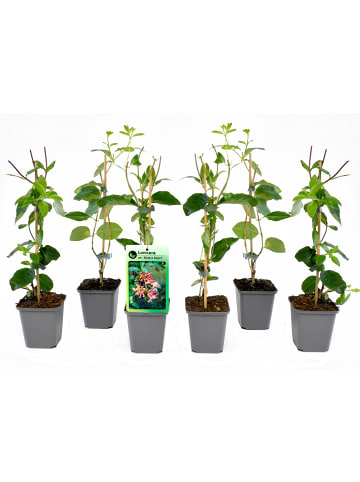 GARDENZO 6er-Set: Lonicera periclymenum in Bunt