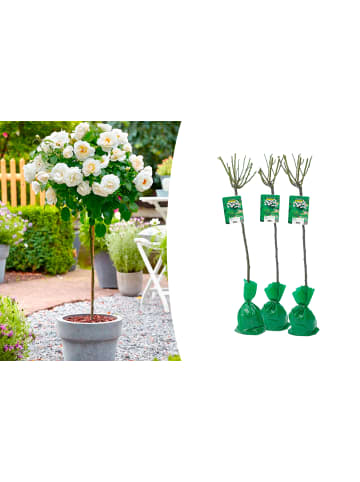 GARDENZO 3er-Set: XXL Großblütige Stielrosen in Weiß