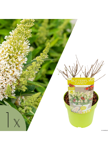 NatureNest 1 Buddleja Butterfly Candy Little White Pflanzen in Weiß Topf 19 cm Höhe 30 cm