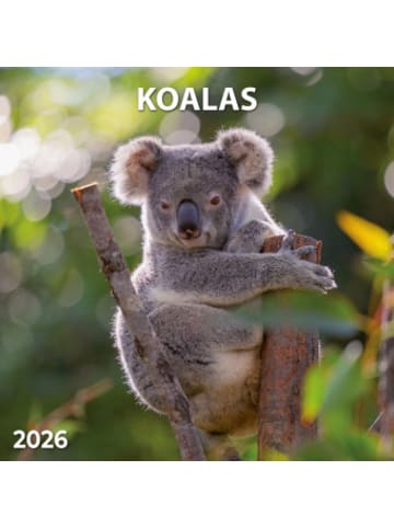 TUSHITA Kalender - Koalas 2026