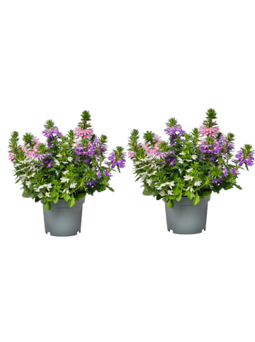 MeinVIPShop Fächerblume Scaevola aemula Trio 2er Set