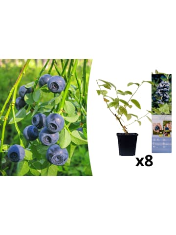 GARDENZO 8er-Set: Blaubeere in Blau