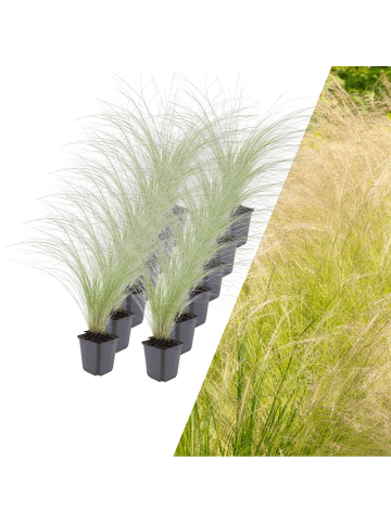 NatureNest 12 Federgraspflanzen  Stipa tenuissima 'Ponytails'  