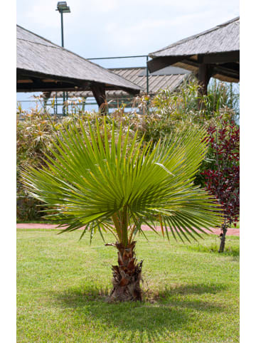 GARDENZO Trachycarpus fortunei Groß 