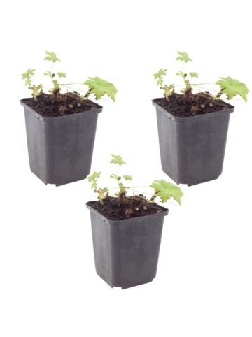 NatureNest 3 Geranium macrorrhizum White Ness Pflanzen in Weiß Topf 9 cm Höhe 15 cm
