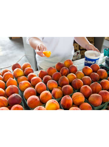 GARDENZO 3er-Set: Pfirsich Redheaven Obstbäume in Bunt