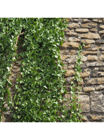 NatureNest 6er: Set Hedera hibernica Pflanzen in Grün