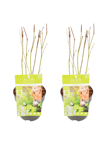 NatureNest 2er: Set Acer palmatum Going Green Ahornpflanze in Grün