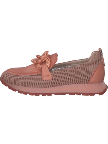 Hispanitas Mokassins in CORAL