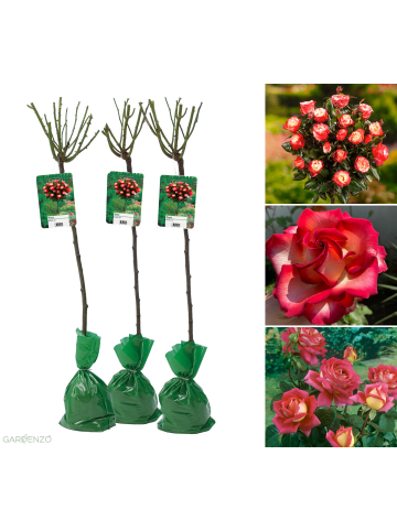 GARDENZO 3er-Set: XXL Großblütige Standardrosen in 2-farbig