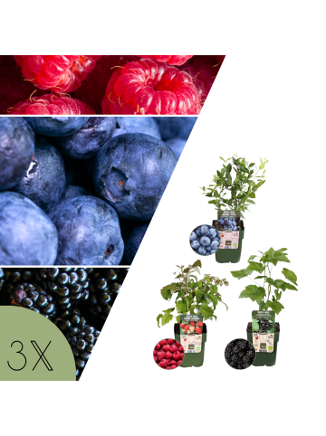 NatureNest Bio Fruchtpflanzen Mix Set 3 verschiedene Sorten