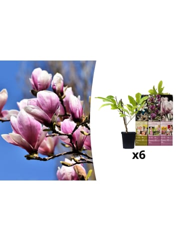 GARDENZO 6er-Set: Magnolien in Bunt