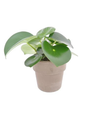MeinVIPShop Peperomia polybotrya Raindrop 30cm in Keramiktopf Zimmerpflanze