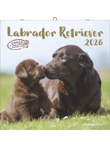 TeNeues Calendars & Stationery Kalender - Alpha Edition - Labrador Retriever Kalender 2026 - Wandkalender 30x3
