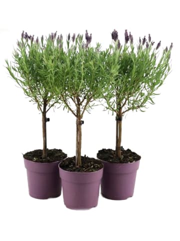 MeinVIPShop 3 x Lavendel Stämmchen 50cm