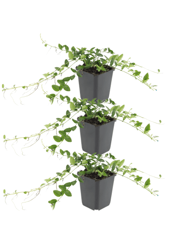 NatureNest 3er: Set Vinca minor Alba Pflanzen in Weiß