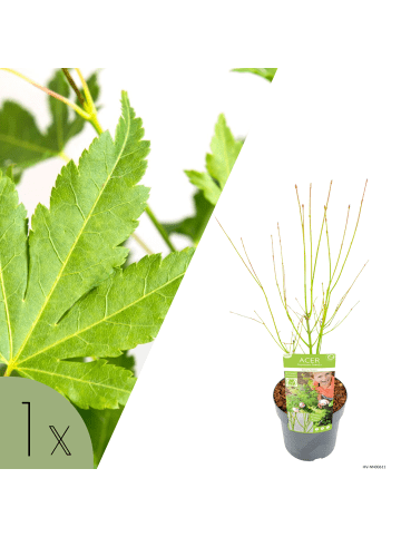 NatureNest Acer palmatum Going Green Ahornpflanze in Grün Topf 19 cm Höhe 50 cm