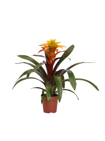 MeinVIPShop Bromelie Guzmania gelb / orange 45cm