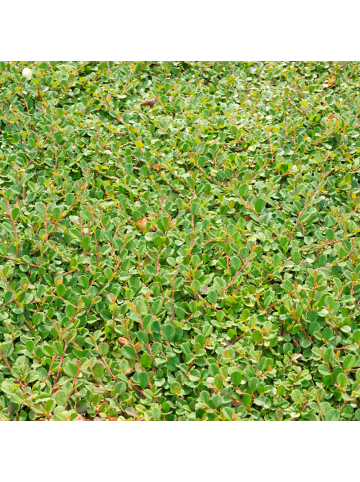 NatureNest 3er:Set Cotoneaster dammeri Pflanzen in Grün