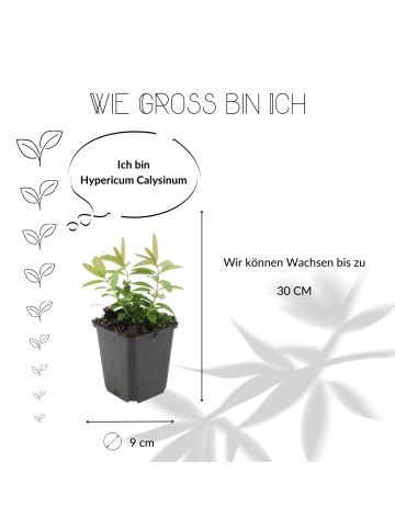 NatureNest 12 Johanniskrautpflanzen  Hypericum calycinum 