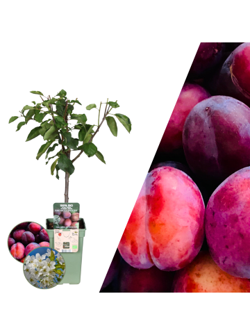NatureNest Bio-Pflaumenbaum  1 x Prunus domestica  