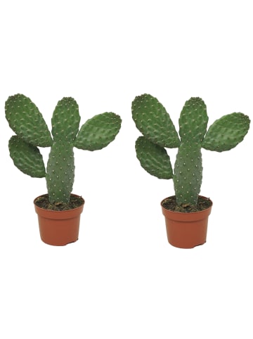MeinVIPShop Kaktus Opuntia Consulea 25cm 2er Set
