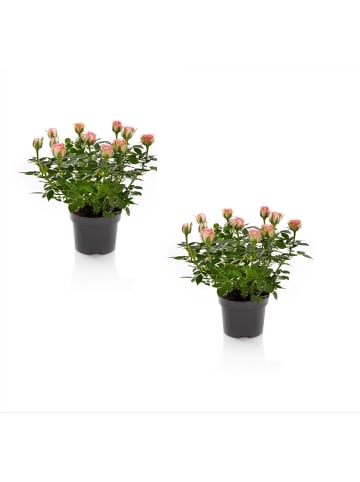 MeinVIPShop Romantische Rosen im 2er Set 27cm