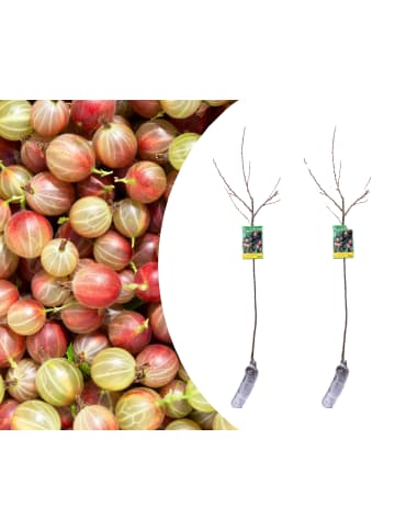 GARDENZO 2er-Set: Stachelbeere auf Stamm in Rot