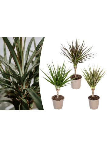 OH2 3er-Set: Dracaena Mischung in Grün