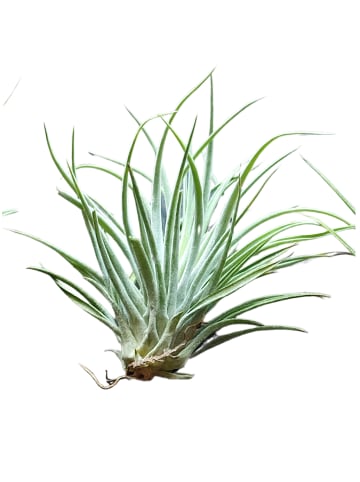 MeinVIPShop Retro Schüssel mit Muscheln und Tillandsia