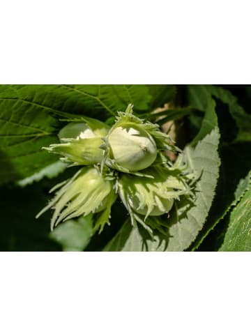 GARDENZO 4er-Set: Nussbäumen in Bunt