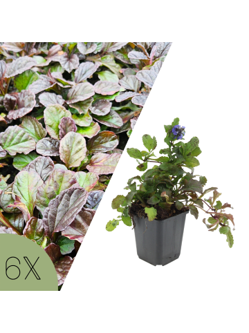 NatureNest 6 Ajuga reptans Pflanzen in Grün Topf 9 cm Höhe 15 cm