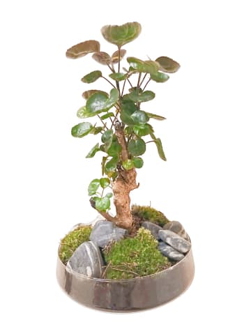MeinVIPShop Bonsai 43cm im Glas