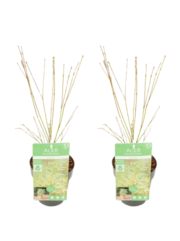 NatureNest 2er: Set Acer palmatum Butterfly Ahornpflanze in Grün Topf 15 cm Höhe 30 cm