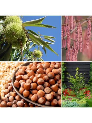 GARDENZO 8er-Set: Nussbäumen in Bunt