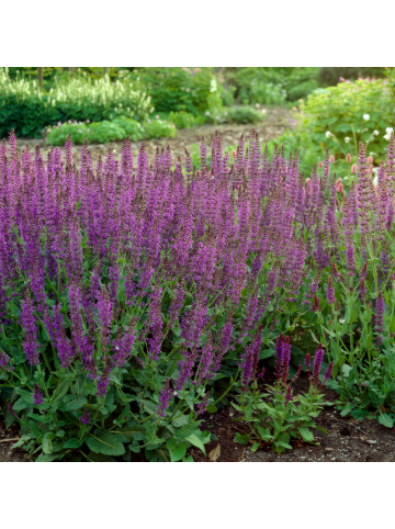 NatureNest 6 Salbei pflanzen  Salvia nemorosa 'Ostfriesland'  